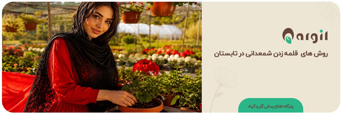 قلمه زدن شمعدانی در تابستان؛ راهنمای کامل از صفر تا ریشه‌دهی